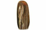 Free-Standing, Polished Petrified Wood - Madagascar #223834-2